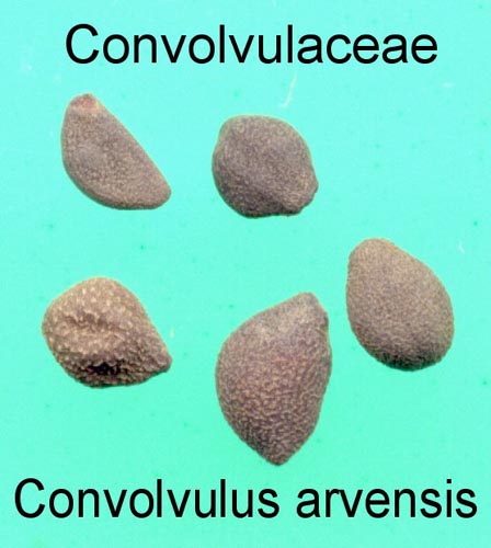 پیچک صحرایی